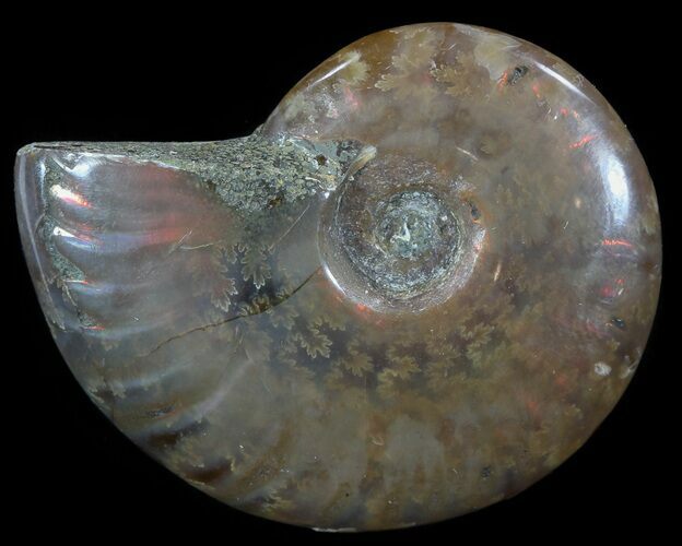 Flashy Red Iridescent Ammonite - Wide #52364